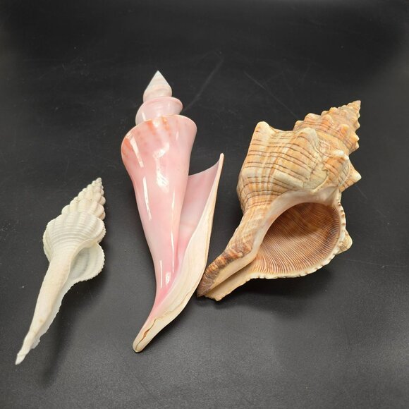 Seashells In Natural Pink & Beige Tones For Display Or Crafting Set of 3 DH1359 - Picture 6 of 9